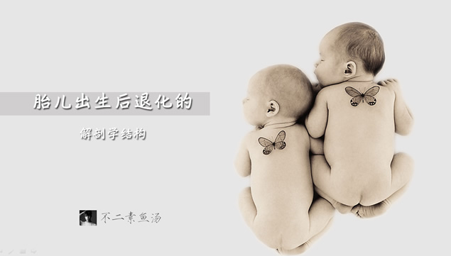 胎儿出生后退化的解剖学结构――个人作业课堂演示简易PPT模板